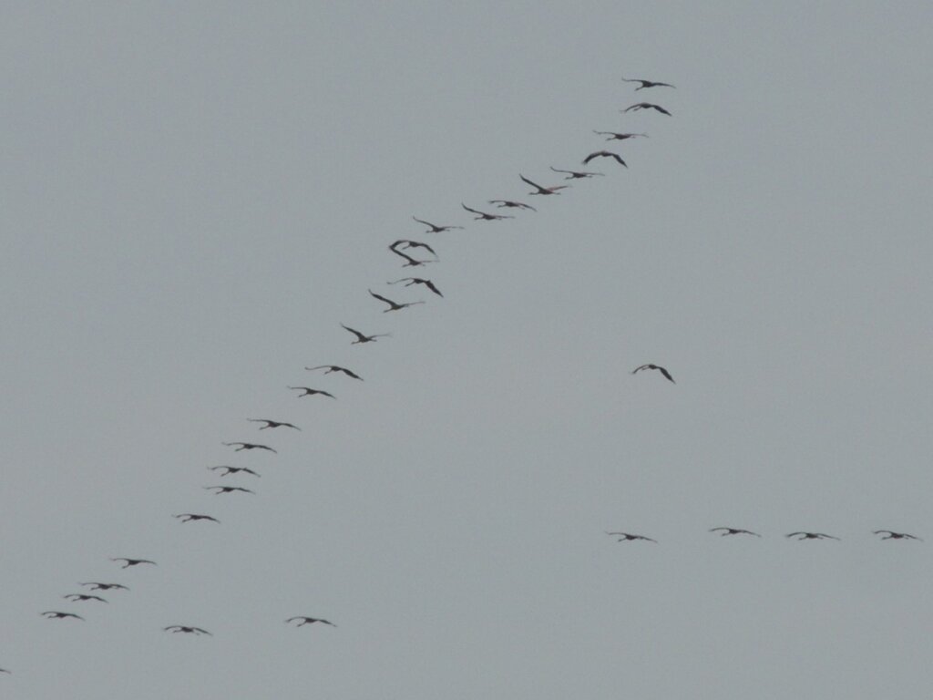 Uccelli In Volo Dalla Piuma